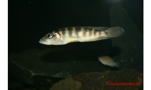 Neolamprologus fasciatus